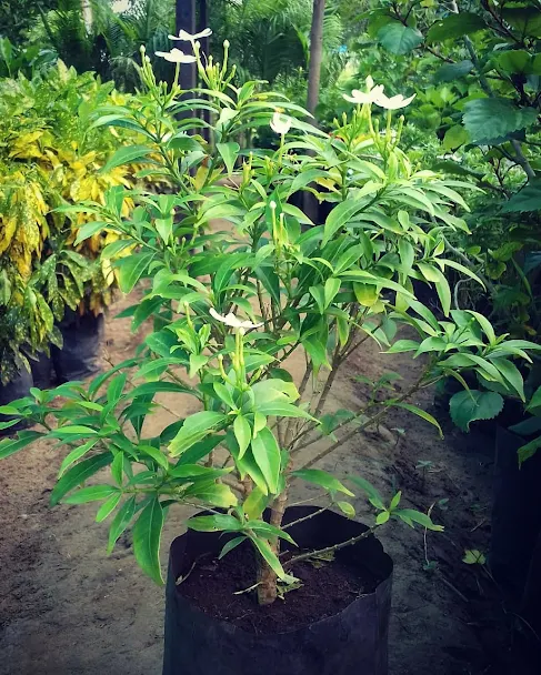 Chandani (crepe jasmine)