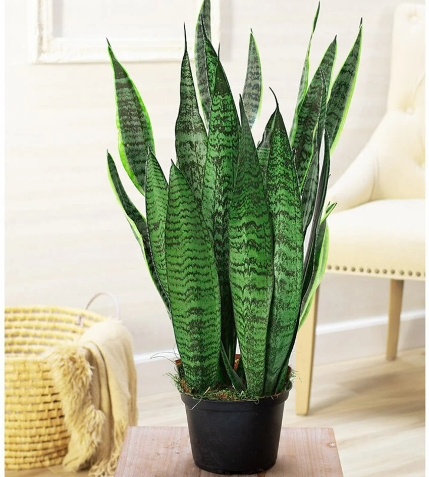 Snake Plant