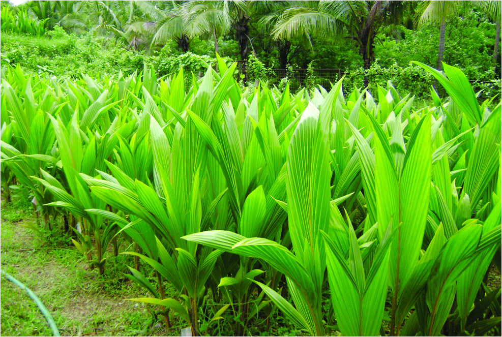 Coconut plant